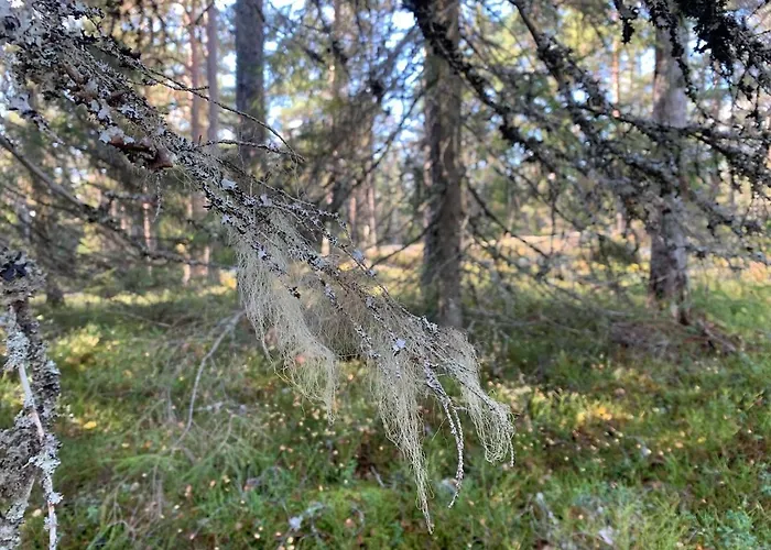 Sofia 别墅 Otalampi